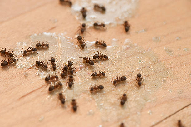 Best Exterminator Services  in Mcminnville, TN